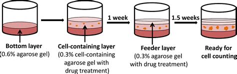 self-renewal test growth in soft agar|In Vitro Self.